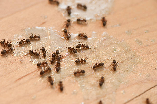 Best Local Pest Control Services  in Mount Cob, PA