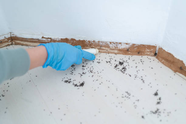Best Cockroach Control Services  in Mount Cob, PA